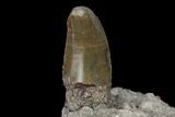 Serrated, Allosaurus Tooth On Sandstone - Colorado #177370-2